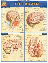 book BarCharts QuickStudy Brain