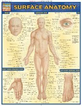 book BarCharts QuickStudy Surface Anatomy