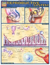 book BarCharts QuickStudy Reproductive System