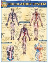 book BarCharts QuickStudy Circulatory System