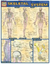 book BarCharts QuickStudy Skeletal System