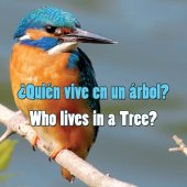 book ¿Quién vive en un árbol? (Who Lives in a Tree?)