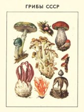 book Грибы СССР