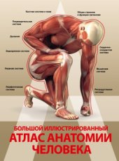 book Большой иллюстрированный атлас анатомии человека