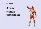 book Атлас мышц человека