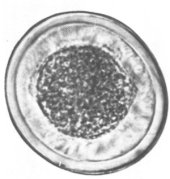 book Инвазионные болезни мелких домашних и экзотических животных