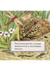 book Лягушка