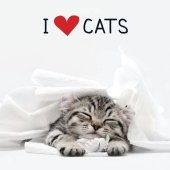 book I love cats