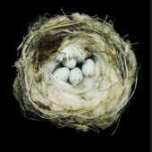 book Nests: Fifty Nests and the Birds that Built Them