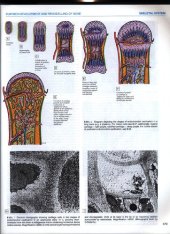 book Gray's anatomy - the anatomical basis of medicine and surgery (part 2)