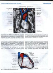 book Gray's anatomy - the anatomical basis of medicine and surgery (part 4)