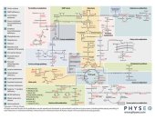 book Physeo Biochemistry Map