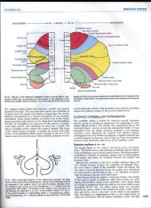 book Gray's anatomy - the anatomical basis of medicine and surgery