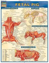 book Fetal Pig