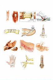 book Plastic surgery Vol. 7, The hand Part 1.