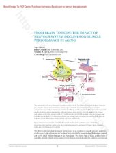 book From Brain to Body: The Impact of Nervous System Declines on Muscle Performance in Aging