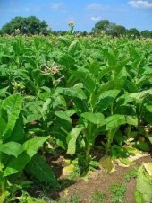 book Табак: выращиваем в нечерноземной полосе