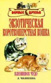 book Экзотическая короткошерстная кошка