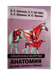 book Клиническая и экспертная анатомия (в схемах, рисунках и таблицах): учебное пособие