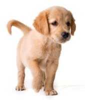 book Puppy & Dog Training: An Easy, Fun and Rewarding Way to Train your Dog!