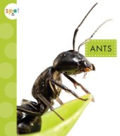 book Ants