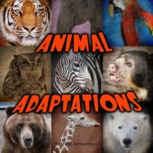 book Animal Adaptations