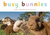 book Busy Bunnies