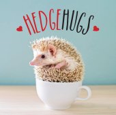 book Hedgehugs