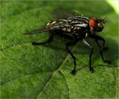 book House flies