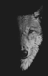 book In the company of wolves: Werewolves, wolves and wild children