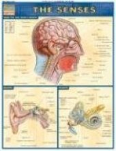 book Senses Laminated Reference Guide (Quickstudy: Academic)