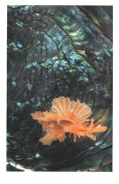 book Морские раковины. Краткий определитель. 