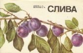 book Слива