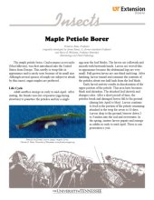 book Maple (Acer) disorder : maple petiole borer