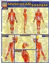 book Muscular system