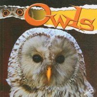 cover of the book Owls