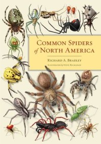 cover of the book Common Spiders of North America