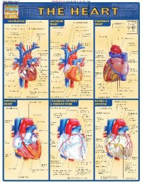 cover of the book BarCharts QuickStudy Heart