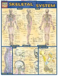 cover of the book BarCharts QuickStudy Skeletal System