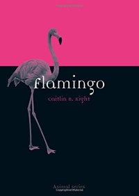 cover of the book Flamingo