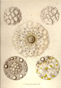 cover of the book Die Radiolarien - eine Monographie (Rhizopoda Radiaria) [Pictures only]