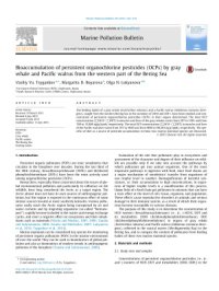 cover of the book Bioaccumulation of persistent organochlorine pesticides (OCPs) by gray whale and pacific walrus from the Western part of the Bering Sea