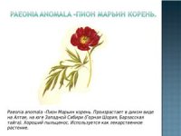 cover of the book Кормовая база пчеловодства