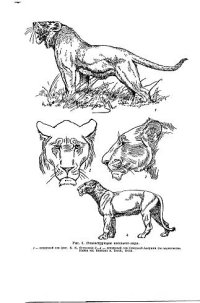 cover of the book Пещерный лев и его история в Голарктике и в пределах СССР