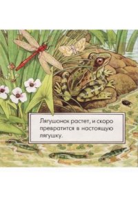 cover of the book Лягушка