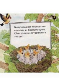 cover of the book Птица