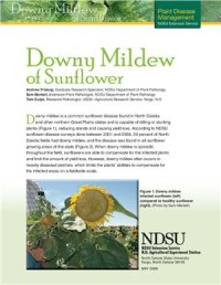 cover of the book Downy Mildew of Sunflower