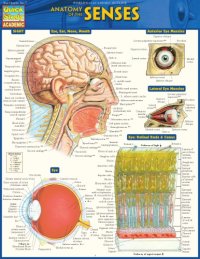 cover of the book Anatomy Of The Senses