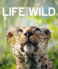 cover of the book Life in the wild