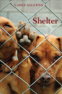 cover of the book Shelter